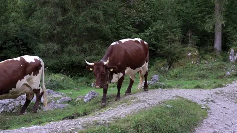 Cows walking through a mountain path in the Bavarian Alps Stock Footage 211789205