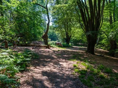 Cows walking through sunlit forest landscape Stock Photos