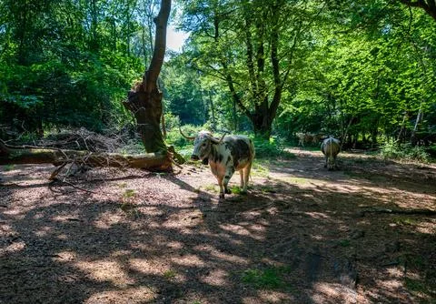 Cows walking through sunlit forest landscape Stock Photos