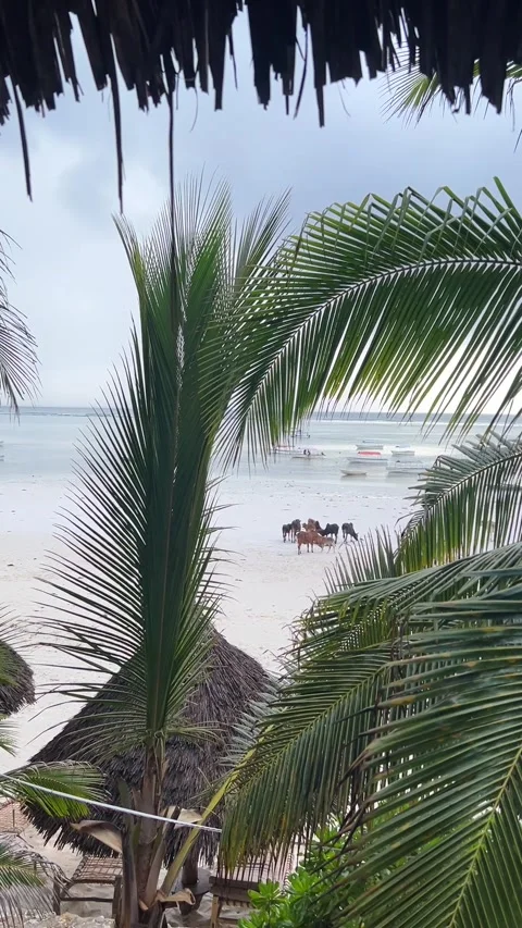 Cows walking on tropical white sand beach through palm leaves Matemwe Zanzibar Vídeo Stock 342170522