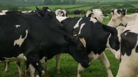 Cows walking.mp4 Stockbeeldmateriaal 69073735