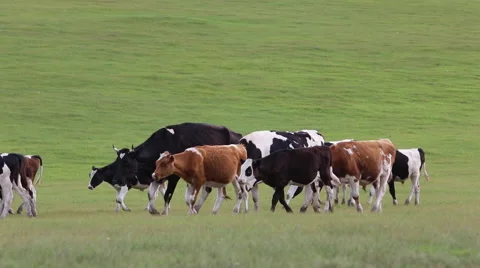 Cows walks on the grasslands Stock Footage 40671087