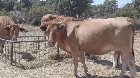 Cows watch the camera  - 271 Stock Footage 310502192