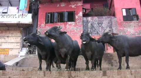 Cows /Water Buffalo Chewing Cud On The Banks Of The Ganges Stock Footage 377596