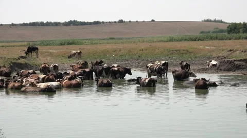 Cows in Water, Domestically Animal Bathing, Cattle in River, Lake, Countryside Stock Footage 340757824