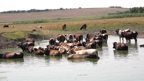 Cows in Water, Domestically Animal Bathing, Cattle Cooling in River, Lake Stock Footage 345154655