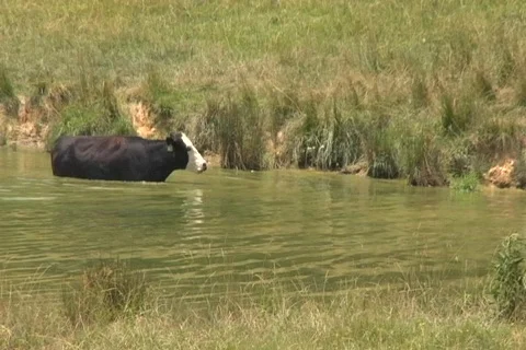 Cows in water 스톡 동영상 151268