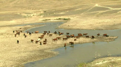 Cows in a Water 動画素材 581763