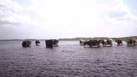 Cows in water 스톡 동영상 160905864