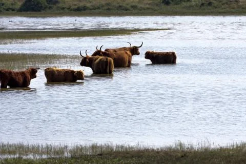 Cows in the water. Stock Photos