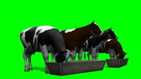 Cows at the water trough - green screen Stock-Footage 40558746