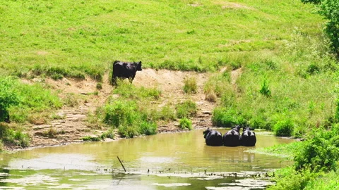 Cows at a waterhole on a farm Video stock 134353406