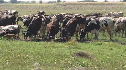 Cows watering in the field Stock-Footage 54362437