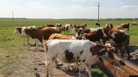 Cows on watering place Stock Footage 10985322