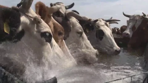 Cows on watering place Stock Footage 69149921