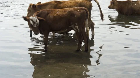 Cows at a watering place 库存影片 93232927