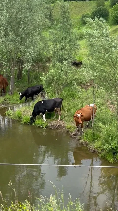 Cows at a watering place Stock Footage 296998989