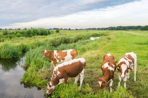 Cows on the waterside Stock Photos