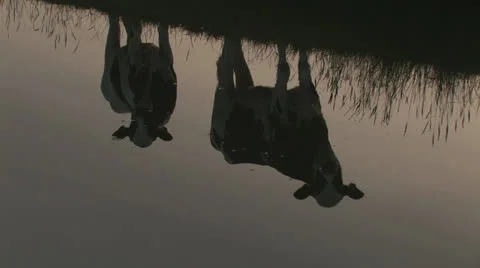Cows on waterside - tilt up at sunset Stock Footage 25648735