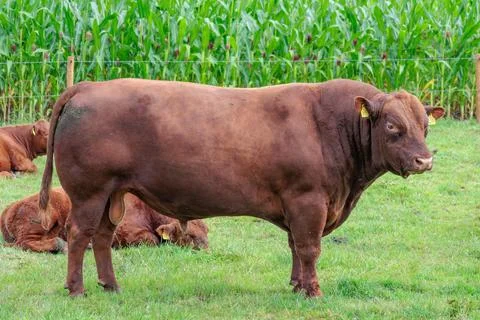 Cows in westphalia Stock Photos