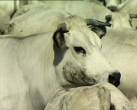 COWS white cow close up AUDIO Stock-Footage 11492393