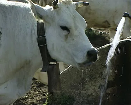 COWS white cow drinks from a trough AUDIO Video stock 11468659