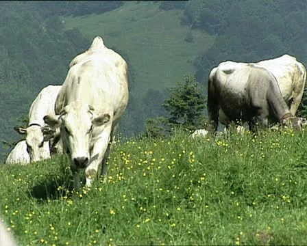 COWS white cows AUDIO Video stock 11468869