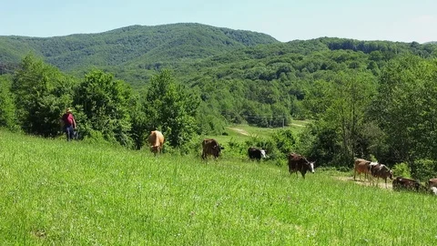 Cows in a wide glade surrounded by mountains. Stock Footage 76275333