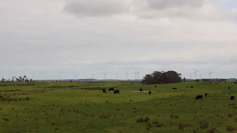 Cows windmills Stock Footage 208851466