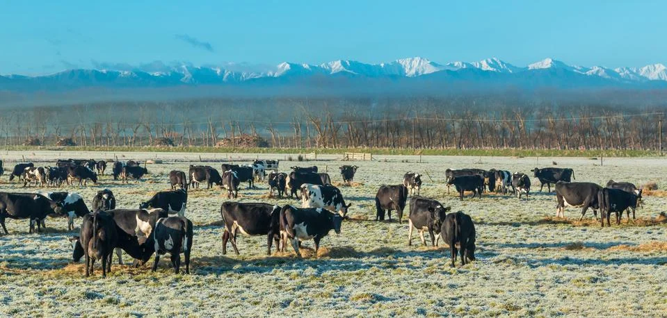 Cows Winter Breakfast Foto stock