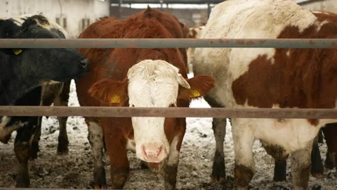Cows winter organic farm herd snow organic farming snowy ice fence enclosure Stock Footage 229986130