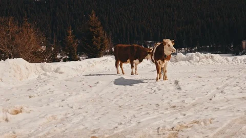 Cows on winter pasture Stock Footage 87222686