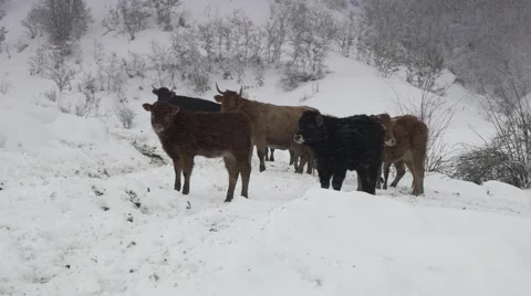 Cows in winter time Video stock 47932262