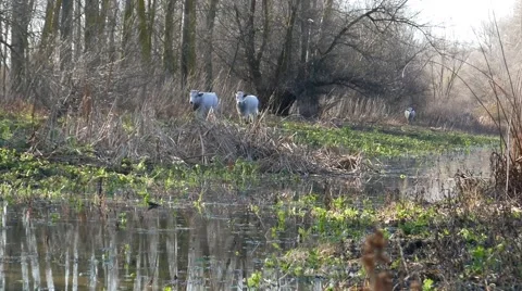 Cows in the wood. Video stock 58005629