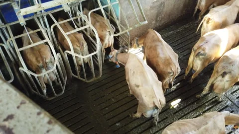 Cows at a Working Dairy Farm Stock Footage 307233733