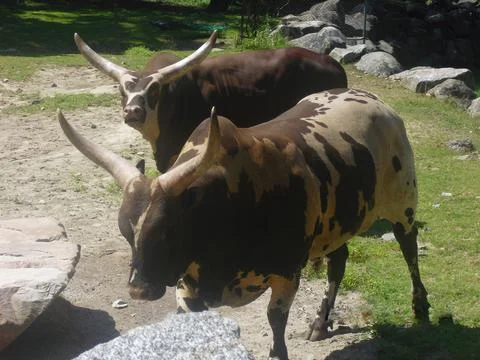 Cows in the zoo Stock Photos