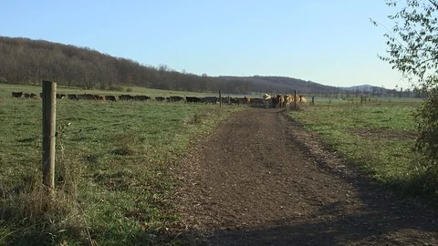 Cows zoom in 库存影片 97763974