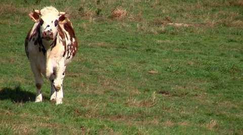Cows03 Stock Footage 913442