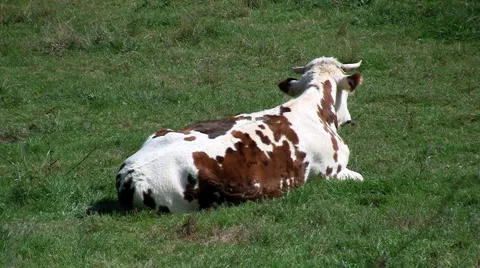 Cows05 Stock Footage 922089