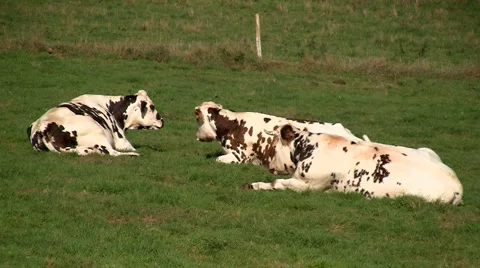 Cows06 Stock Footage 923236