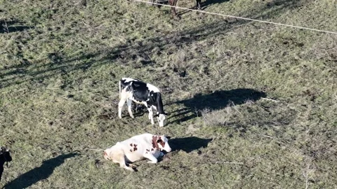 Cows2 Video stock 325791098