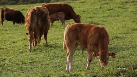 Cows_03 Stock Footage 107677937