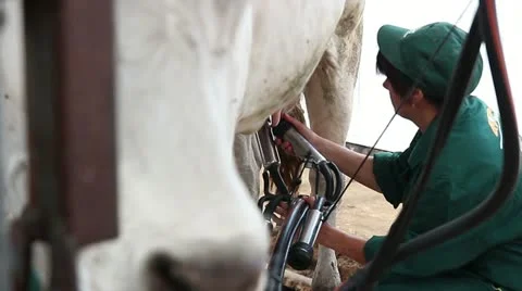 Cowshed 12 Video stock 11852634