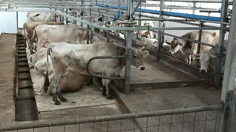 Cowshed 2 Video stock 11824139