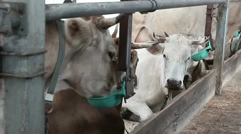 Cowshed 3 動画素材 11824484