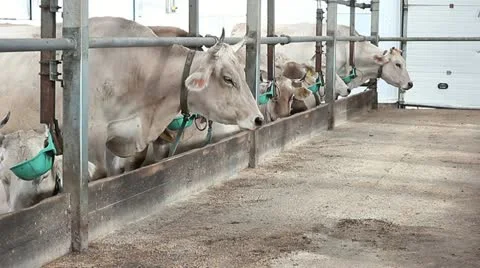 Cowshed 4 Video stock 11824343