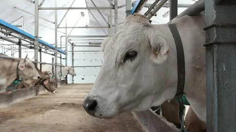 Cowshed 5 Video stock 11824426