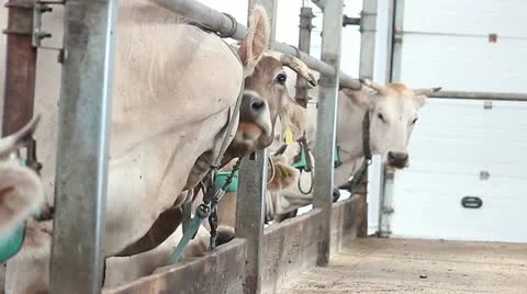 Cowshed 8 Stock Footage