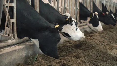 Cowshed barn with holstein dairy cows. Cows in stall on large modern farm e.. Stock Footage 265872707