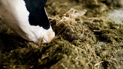 Cowshed barn with holstein dairy cows. Cows in stall on large modern farm e.. Stock Footage 265873736